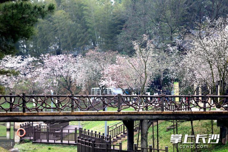 长沙园林生态园白樱绽放。均为长沙晚报全媒体记者 贺文兵 摄