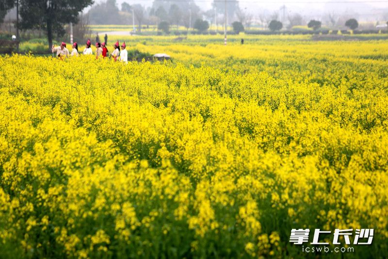 进入3月，长沙各地的油菜花海迎来观赏期。长沙晚报全媒体记者 贺文兵 摄