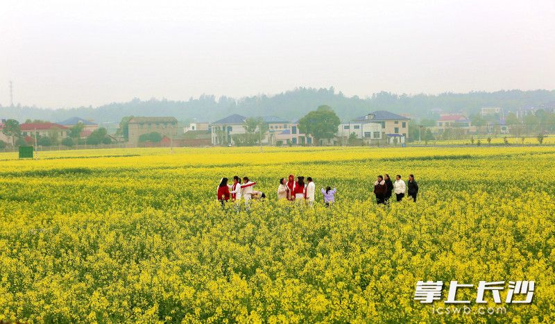 放眼望去，宁乡陈家桥村的千亩油菜花海漫无边际。长沙晚报全媒体记者 贺文兵 摄