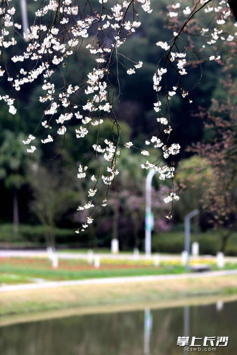 白樱尽显清雅灵动之姿 。