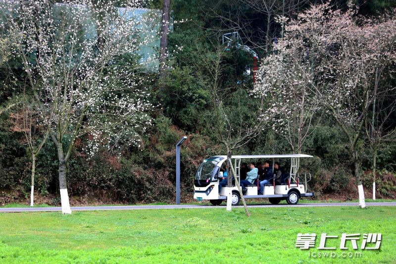 游园赏花正当时。