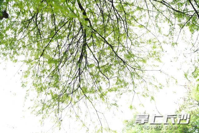 绿意渐浓，暖风拂面，不少市民已按捺不住出门踏青的心情。