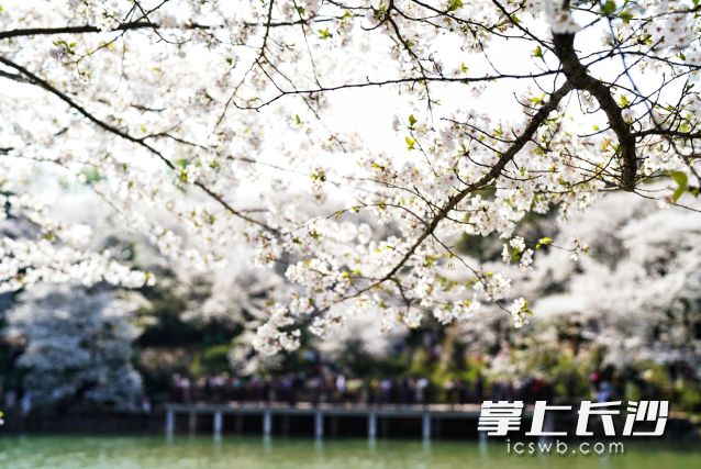 接下来几天，长沙拿出了春天最温柔的一面。 均为长沙晚报全媒体记者 舒元臻摄