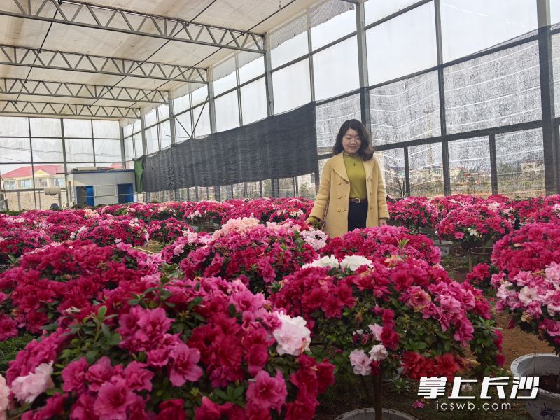 在丰收村唯美园里，盛开的杜鹃花吸引游人闻香而至。