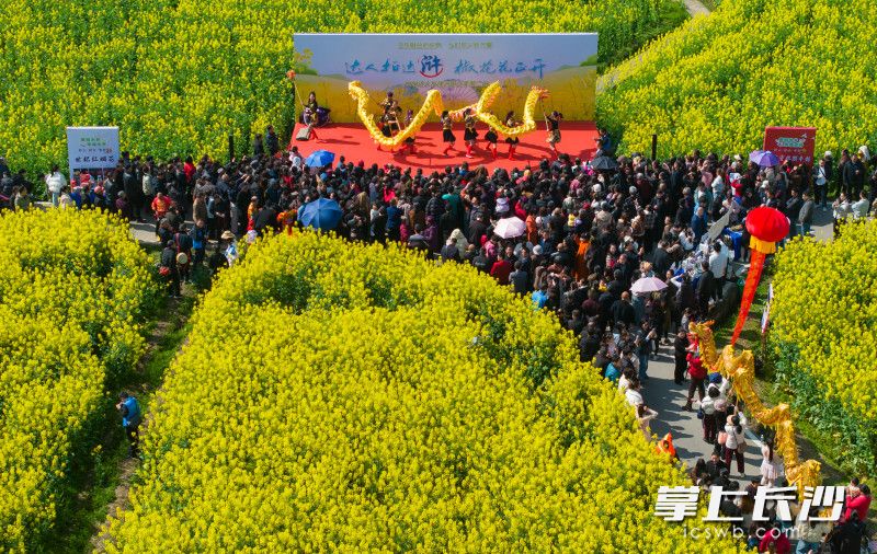 油菜花海里精彩的舞龙舞狮表演。 均为长沙晚报全媒体记者邹麟、邓迪摄