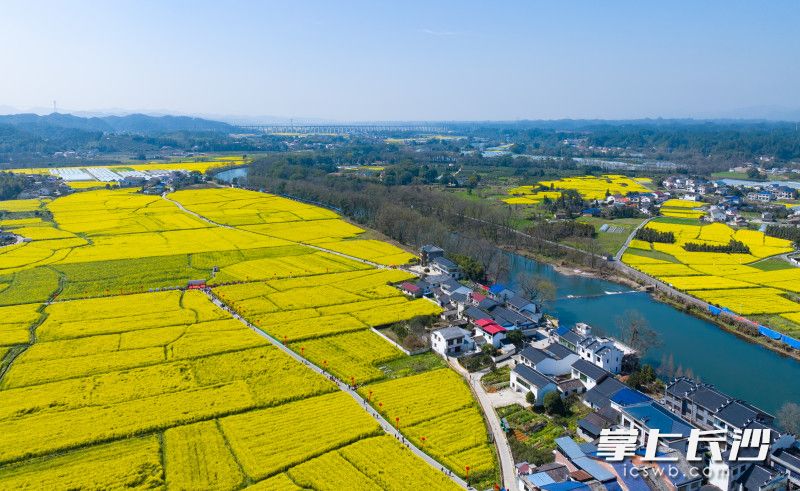 达浒镇椒花新村的油菜花海。