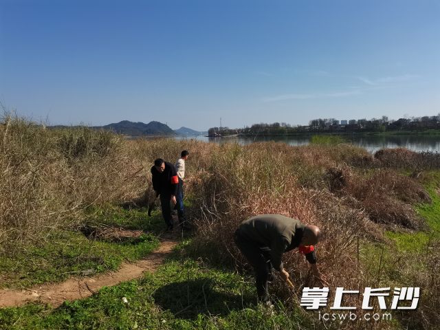 湘江河堤内坡砍青除障。  长沙晚报通讯员 莫密供图