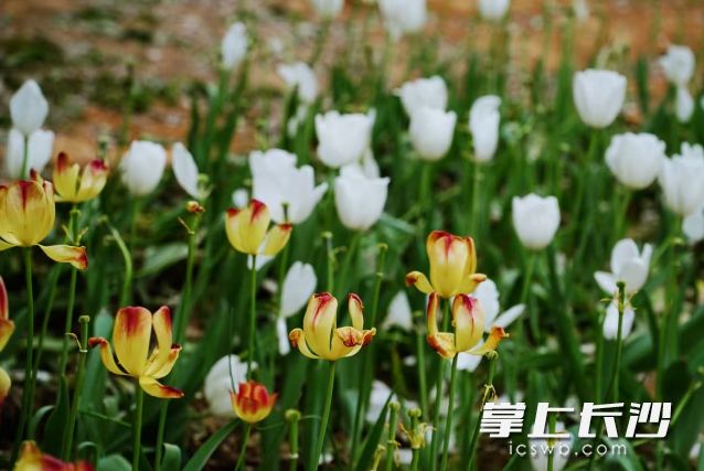 白天暖意融融，但早晚温差依然明显。