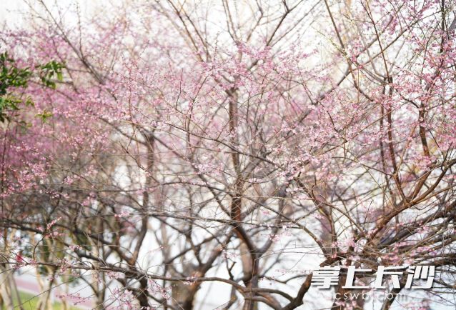 阳光温柔洒落，气温节节攀升。  均为长沙晚报全媒体记者 舒元臻摄