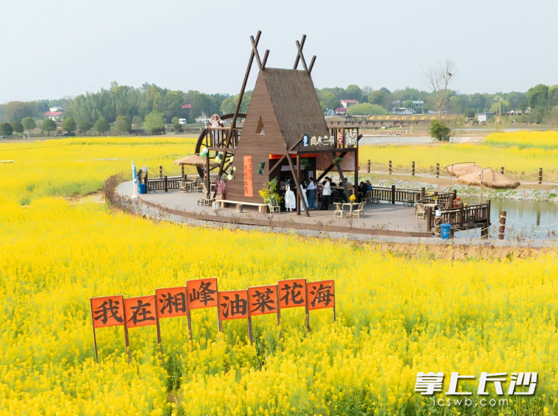 长沙县多地油菜花进入盛开期。图为长龙街道油菜花海美景。长沙县文化旅游广电体育局供图