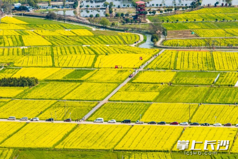 图为江背镇五福村油菜花海。长沙县文化旅游广电体育局供图