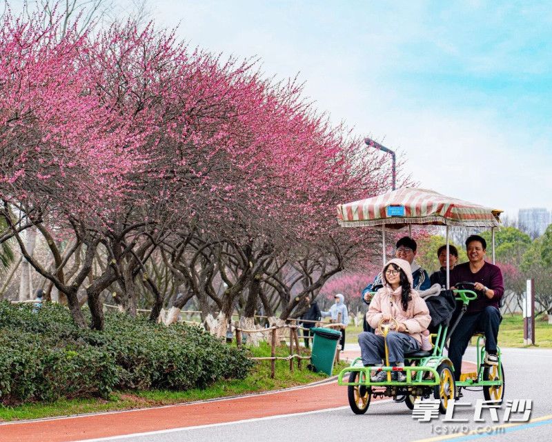 松雅湖国家湿地公园内，梅花绽放，灿若云霞。长沙县文化旅游广电体育局供图