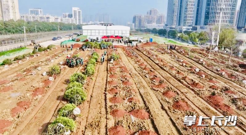 春光明媚，正好给家园充“植”。