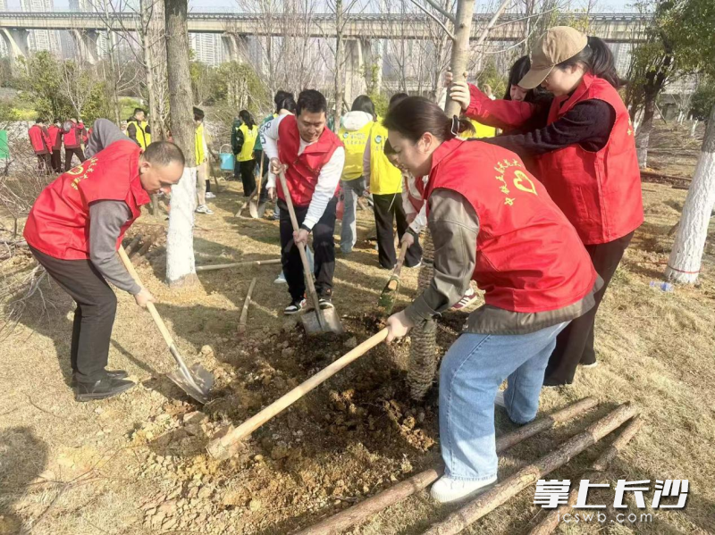 雨花区开展全民义务植树活动。 长沙晚报全媒体记者 周游 通讯员 高兴 摄