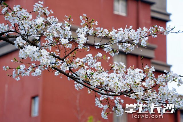 周五前阳光依旧在线，最高气温直冲24℃。  长沙晚报全媒体记者 舒元臻 摄