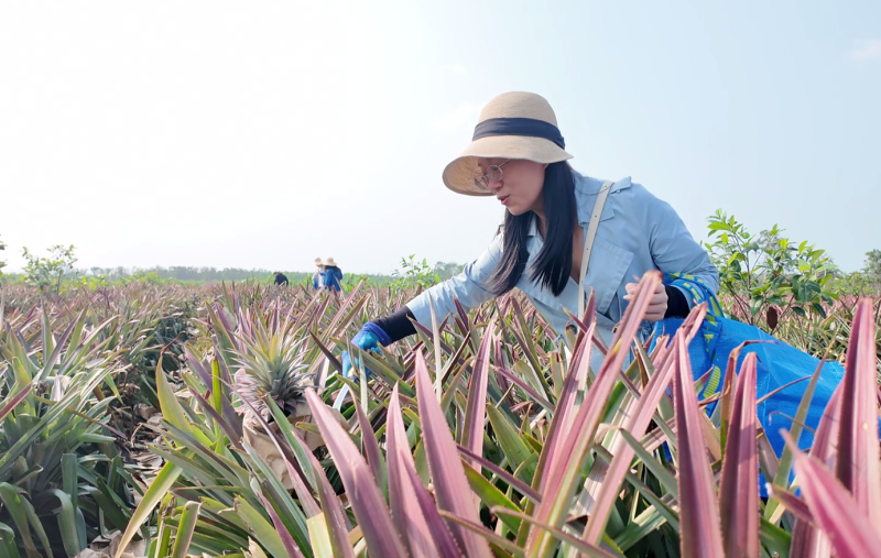 消费者在凤梨种植基地体验凤梨采摘。长沙晚报全媒体记者　周辉霞摄