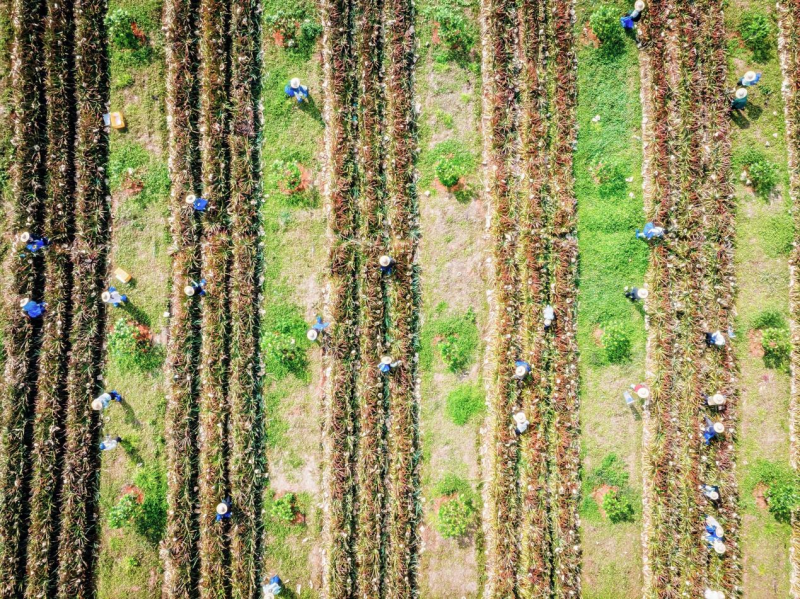 儋州的胖姐凤梨种植基地是“海南鲜品”授权品牌试点基地，已实现标准化、规模化种植。长沙晚报通讯员　陈艳供图