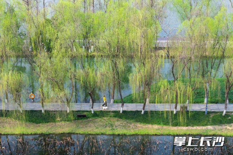 市民在柳树下漫步。