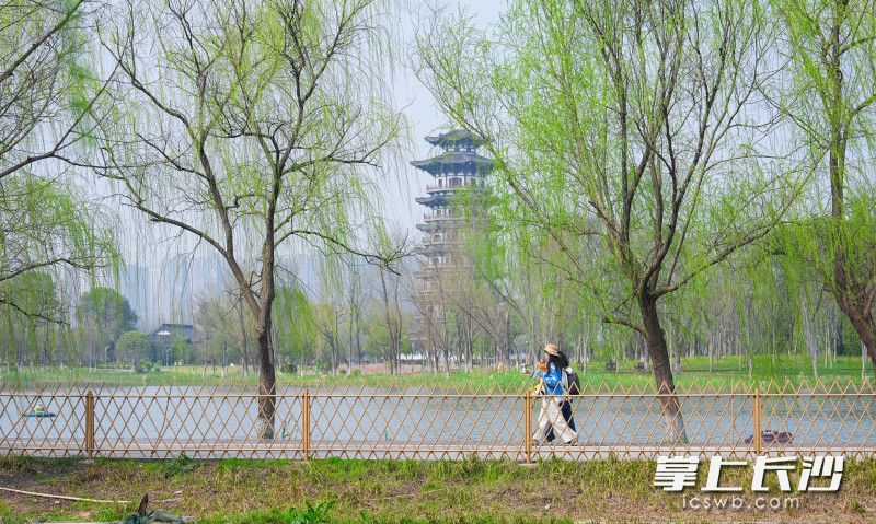 3月12日，洋湖国家湿地公园春意盎然。 均为长沙晚报全媒体记者郭雨滴摄