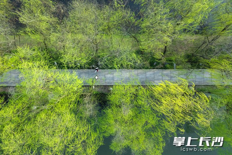 栈道与嫩绿垂柳相映成趣。