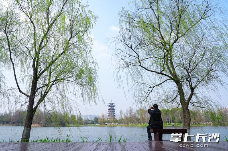 湖畔长椅上，市民在拍照打卡。