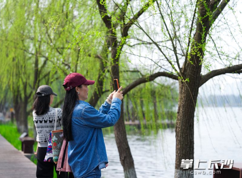 市民手持手机，定格春日美景。