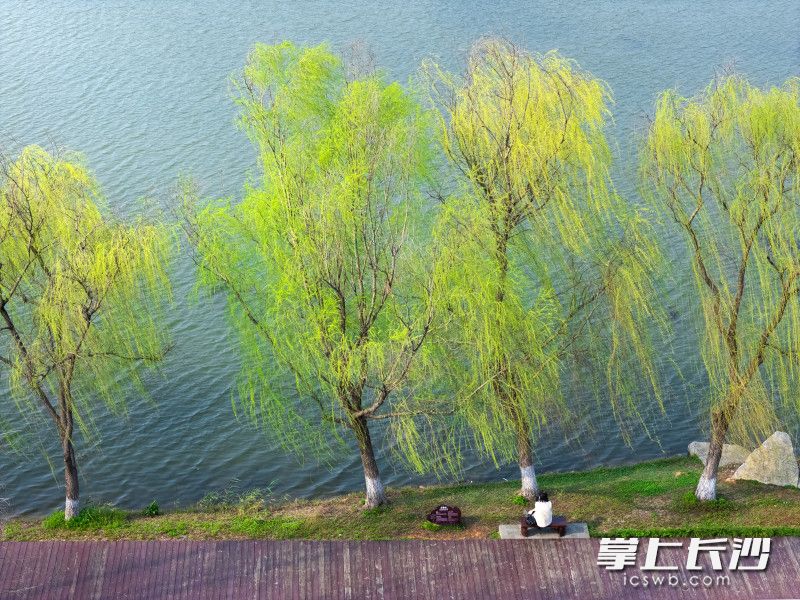 成片的垂柳抽出嫩绿新芽，柔枝轻拂湖面，与粼粼波光相映成趣。