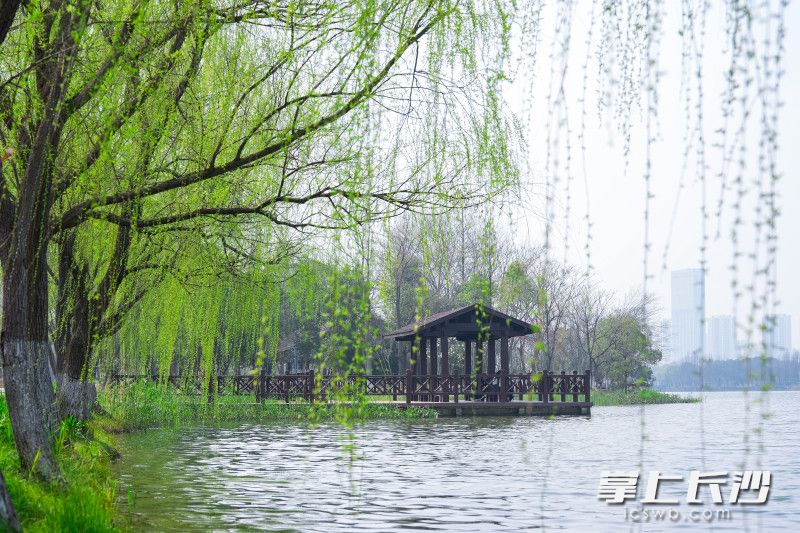 嫩绿的枝条随风轻拂，与澄澈的湖水相映成趣。