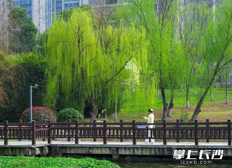 市民手持手机，定格春日美景。