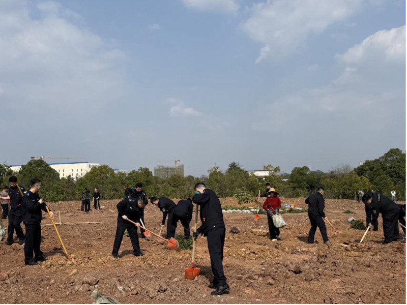 长沙市留置看护中心党员干部志愿者在植树现场一同种下树苗。