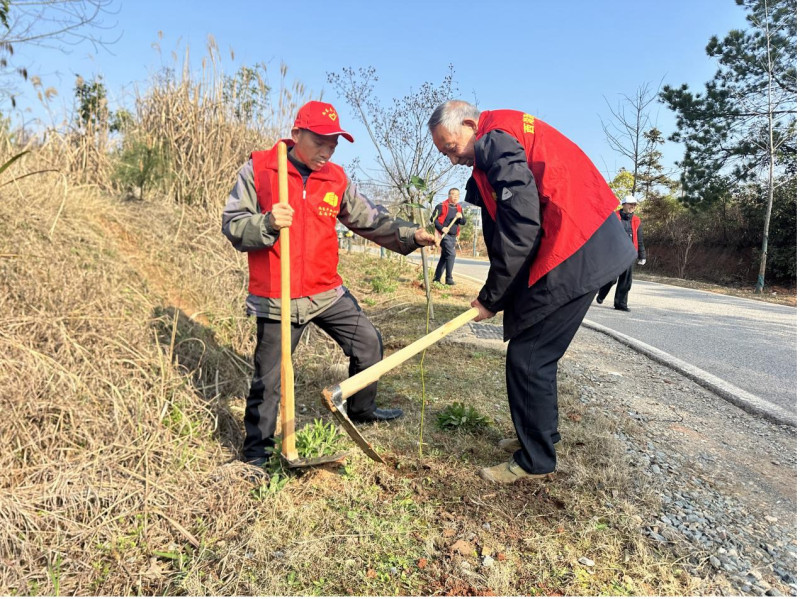 西湖潭村老党员们认真为树苗盖上土壤。