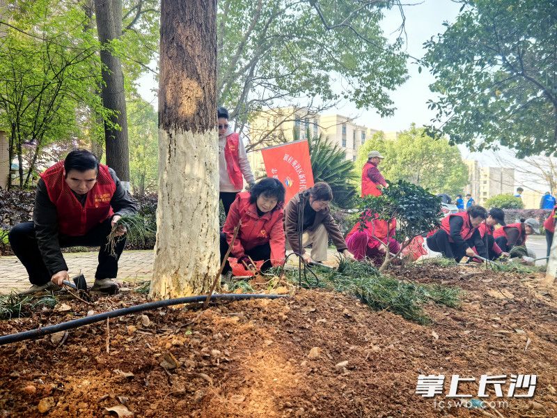 社区党员、志愿者正在认真种植。