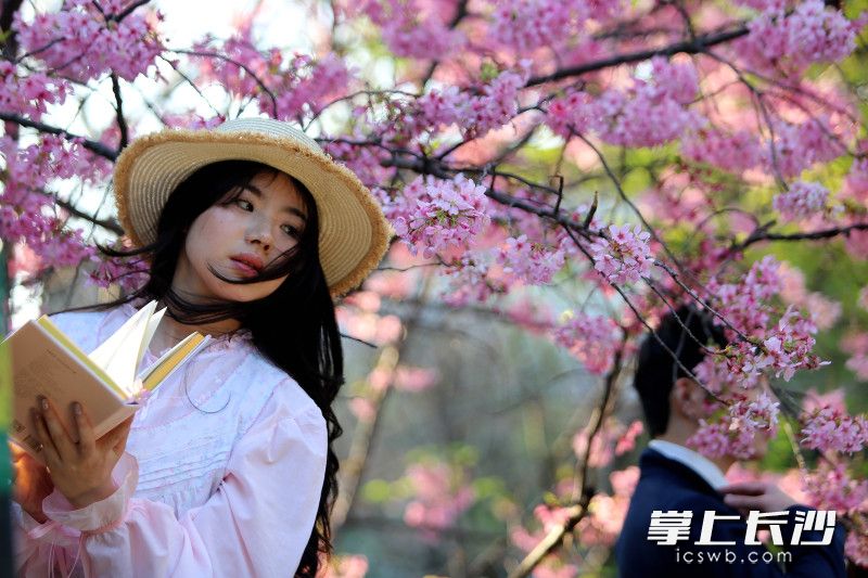 春光明媚樱花开，长沙又迎赏樱季。 均为长沙晚报全媒体记者贺文兵摄