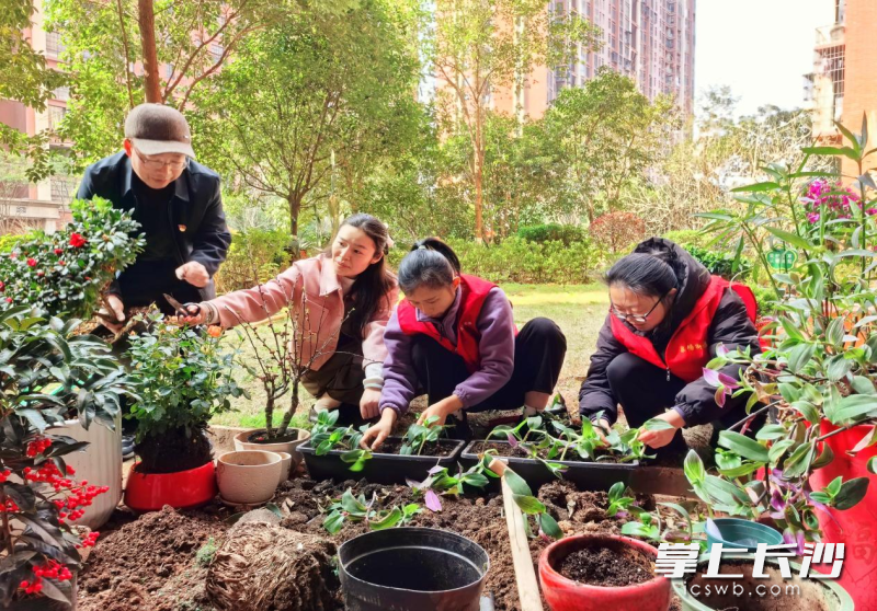 大家忙得不亦乐乎，为“共享花园”添绿。