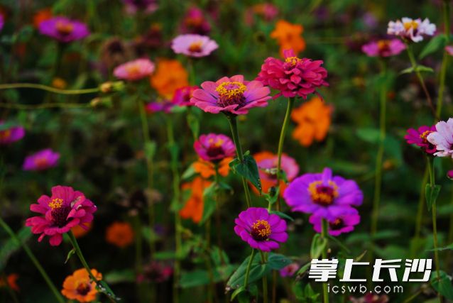 周六是“黄金窗口期”，晾晒、踏青、拍照请抓紧安排。  长沙晚报全媒体记者 舒元臻摄