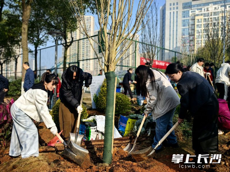 大家齐心协力将紫玉兰、梅花等栽在“学院林”中。