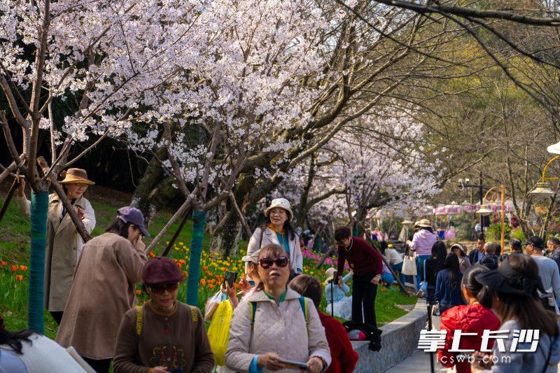 园内处处可见手持相机、手机的游客,在烂漫花海中定格美好瞬间。 园内处处可见手持相机、手机的游客,在烂漫花海中定格美好瞬间。