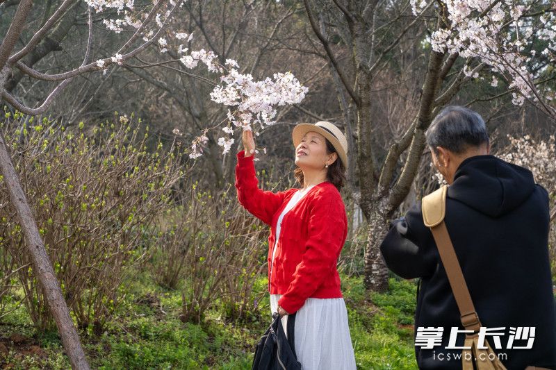园内处处可见手持相机、手机的游客,在烂漫花海中定格美好瞬间。 园内处处可见手持相机、手机的游客,在烂漫花海中定格美好瞬间。