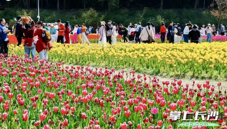 3万余游客来长沙园林生态园花海“拍个春”。 均为长沙晚报全媒体记者 李卓 摄