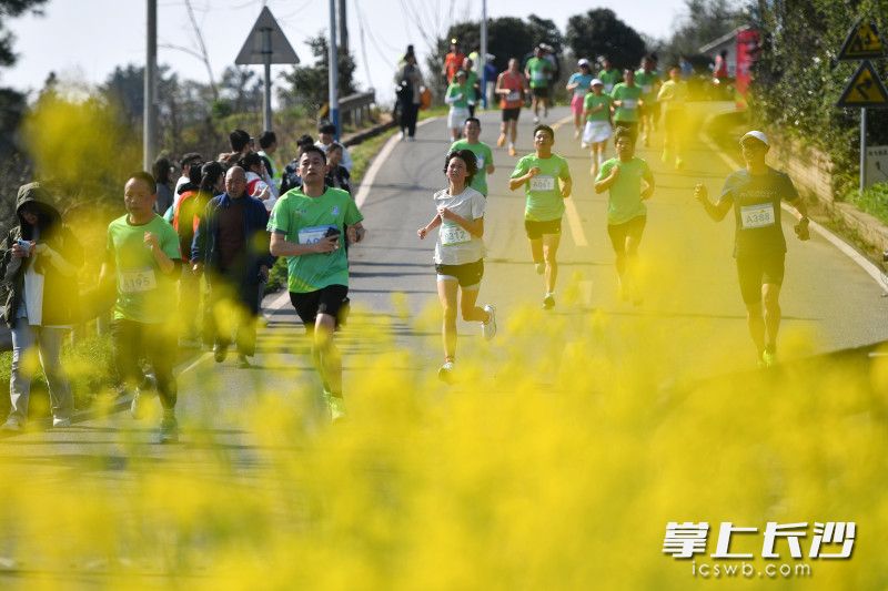 长沙市乡村欢乐跑今年将陆续走进全市6个花海乡镇。 长沙市乡村欢乐跑今年将陆续走进全市6个花海乡镇。