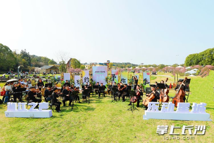 3月14日至15日，长沙交响乐团“湘江之声·乐动星城”城市交响惠民演出，先后走进郁金香铺就的长沙园林生态园、油菜花缀满的茶亭花海。均为向靓 颜俊琦 摄