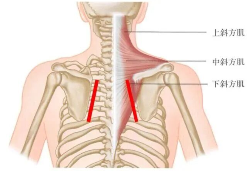 斜方肌上束示意图。颈胸椎小关节像一组需要稳定的结构，而肩颈肌肉就是维持它稳定的力量来源。医院供图