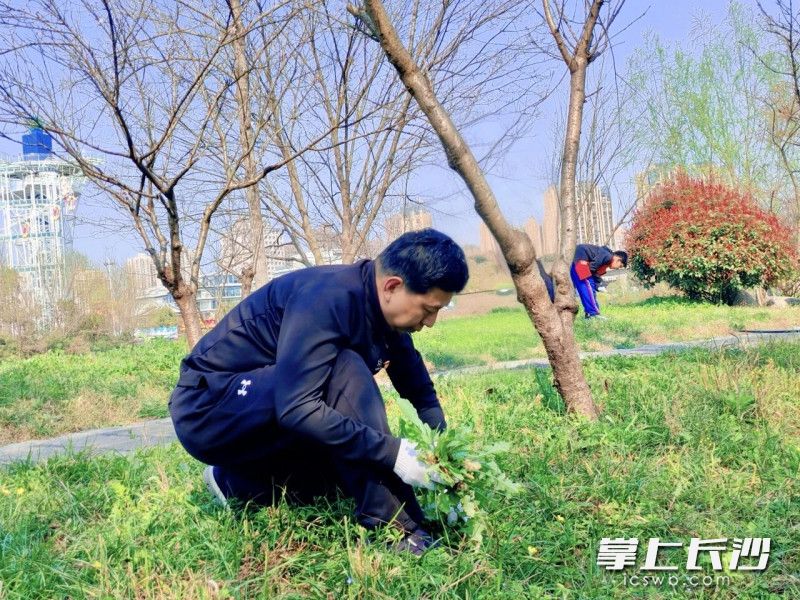 天心区教育局党委委员、雅礼书院中学党委书记张其林带领党员教师与团员青年“党建带团建”植树护绿暨传统文化学习活动。均为通讯员 陈缘 摄