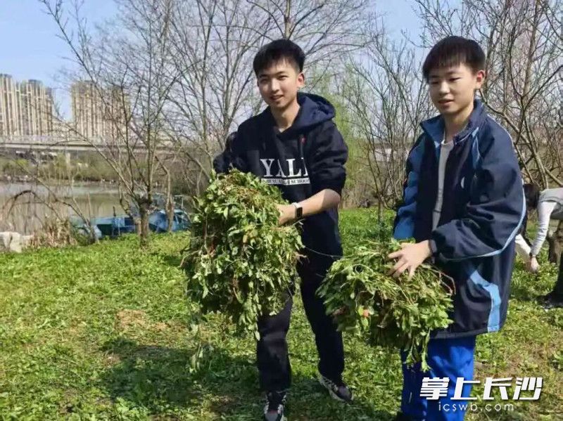 动手清理草坪呵护绿色，虽然辛苦但是收获满满。