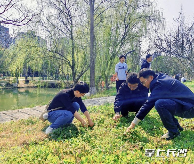 活动中，师生们分工协作清理杂草。