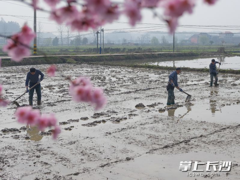 老粮仓镇春耕进行时，村民们正在整理秧田。 长沙晚报全媒体记者 张禹 通讯员 郑婷 摄