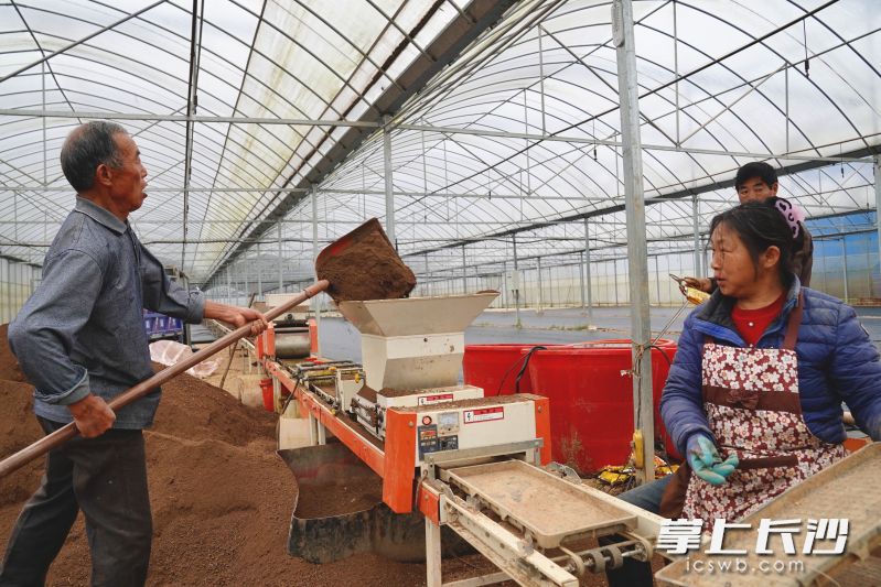 老粮仓镇的育秧车间里，自动化育秧生产线全速运转，村民们分工协作开展育秧工作。 长沙晚报全媒体记者 张禹 通讯员 段华良 谭海鹏 摄