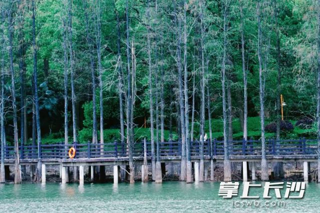 一直到24日，长沙将处于“加长版阴雨模式”。 长沙晚报全媒体记者 舒元臻摄