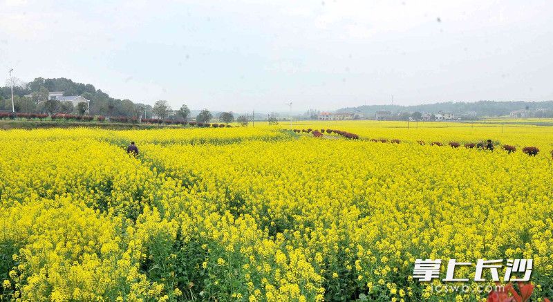 整合零散农田连片种植优质油菜，打造乡村“赏花”游景观。