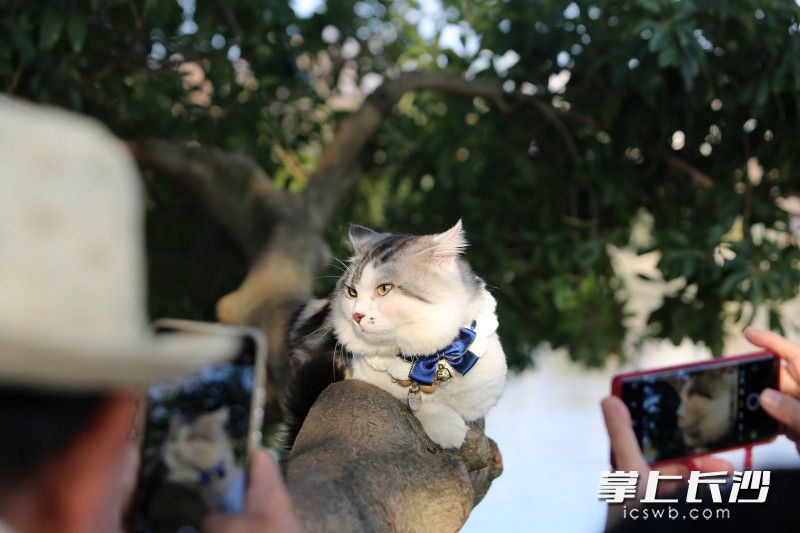 温顺高颜值的猫咪乖巧配合游客拍照。均为长沙晚报全媒体记者 贺文兵 摄